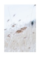 Reeds In Winter | Erstellen Sie Ihr eigenes Plakat