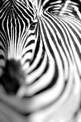 Zebra Portrait