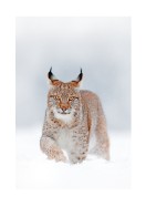 Lynx In Winter Landscape | Erstellen Sie Ihr eigenes Plakat