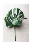 Monstera Leaf | Erstellen Sie Ihr eigenes Plakat