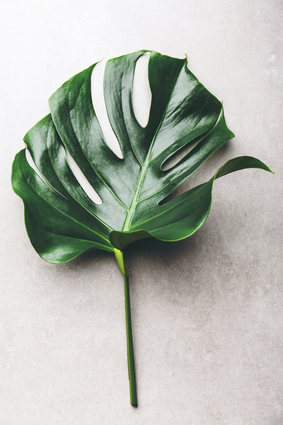 Monstera Leaf