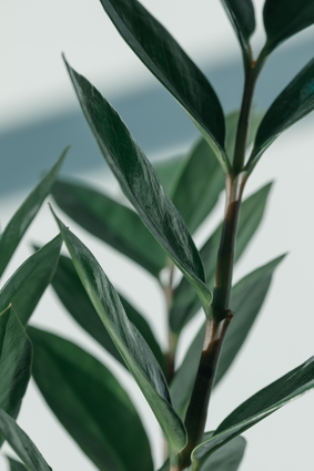 Green Plant Close-up