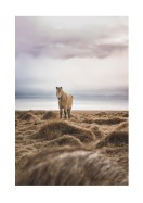 Icelandic Horse In Winter Landscape | Erstellen Sie Ihr eigenes Plakat
