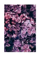 Purple Lilac Bloom | Erstellen Sie Ihr eigenes Plakat