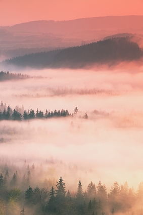 Dreamy And Misty Forest Landscape