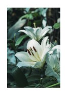 White Lily Flowers | Erstellen Sie Ihr eigenes Plakat
