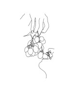 Grapes Line Art | Erstellen Sie Ihr eigenes Plakat