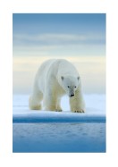 Polar Bear In The Wild | Erstellen Sie Ihr eigenes Plakat